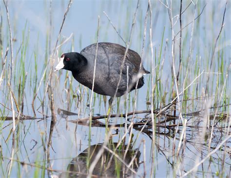 American Coot | Shutterbug