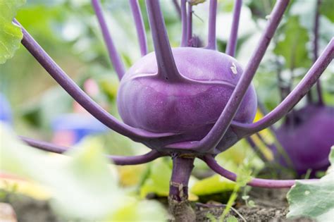 Kohlrabi What Is It And How To Cook It