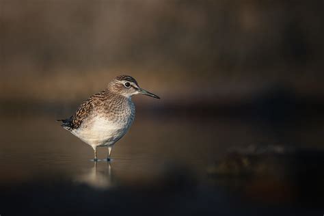 Wood Sandpiper On Migration Photograph by Magnus Renmyr - Fine Art America