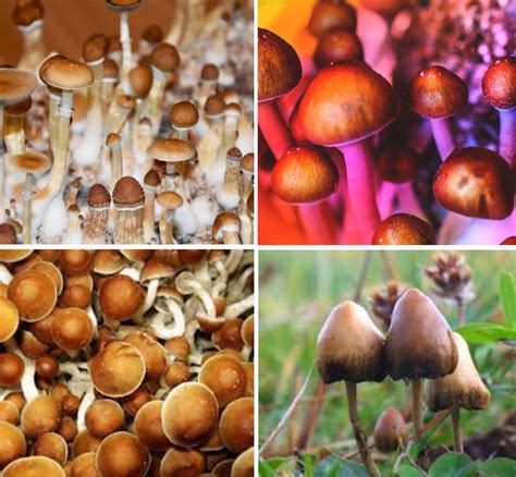 Magic Mushrooms Effects Uses Health Risks Addiction Public Health