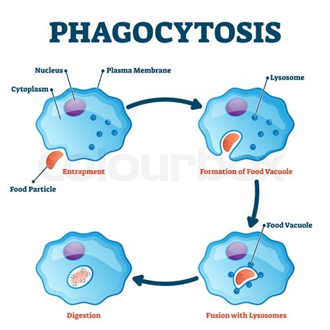 Phagocytosis Vector Illustration Labeled Endocytosis Type Educational Scheme Stock Vector