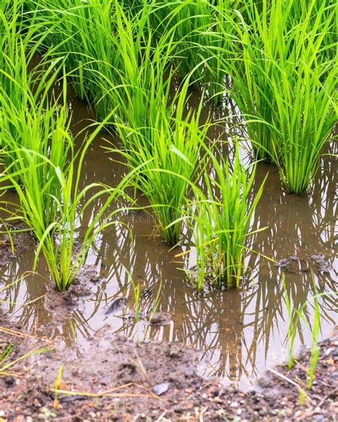 Green Paddy Field In The Water Stock Image Image Of Nature Plant