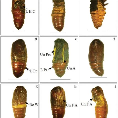 A Abnormal Pupa B D Pupal Adult Intermediates E F Normal Adult