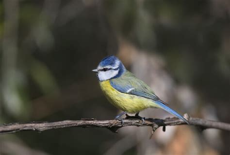 premium photo  close    adult blue tit cyanistes caeruleus