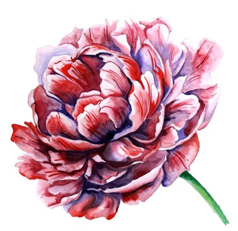 Watercolor Pink Peony On White Stock Vector Illustration Of