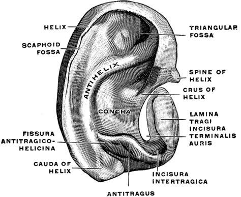 Ear Cartilage Clipart Etc