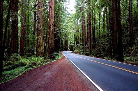 California Redwoods Reborn Giants Of Navarro State Park Travel