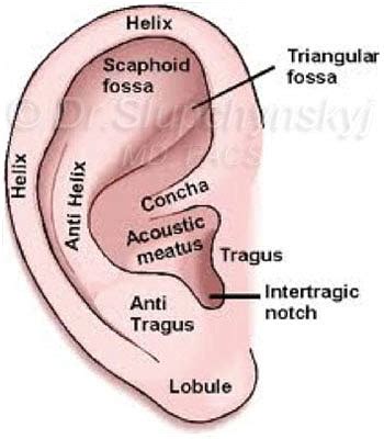 Auricular Region Diagram Quizlet