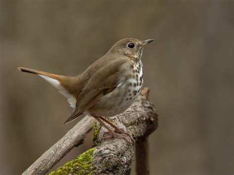 Hermit Thrush - Avian Critiques - Nature Photographers Network