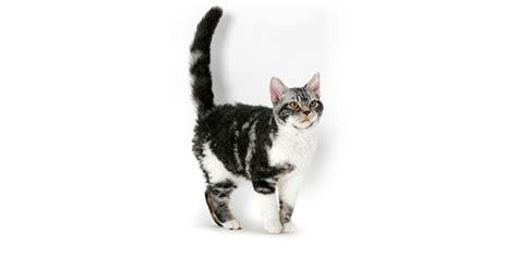 American Wirehair | International Cat Care