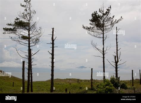 The Edge Of The Forest Of Corsican Pine Trees With Snowdonia In The