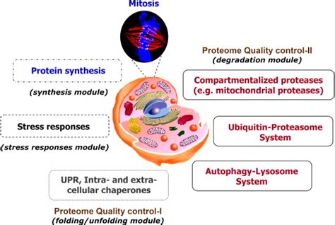 Main Components Of The Proteostasis Network Pn And Of The Proteome