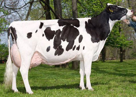 Holstein Friesian Cattle Characteristics : Holstein Friesian Genetic ...