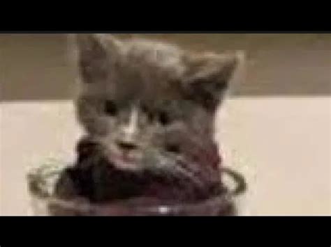 Watch Cat In Blender Video Cat In Blender Cat Blender Video