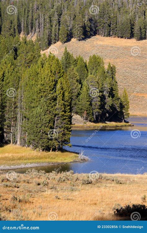 Pine Trees By The Lake Stock Photo Image Of Scenery 23302856