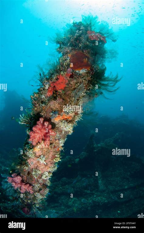 Coral Encrusted Turret On Wreck With Sun In Background Liberty Wreck