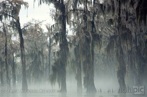 Louisiana Swamp Photography | POMPO BRESCIANI