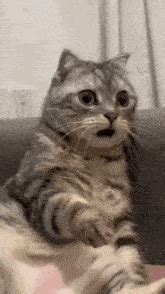 Cat Shock GIF - Cat Shock - Discover & Share GIFs