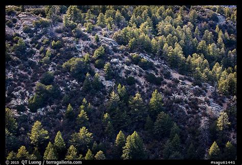 Picturephoto Pine Trees From Rincon Peak Saguaro National Park