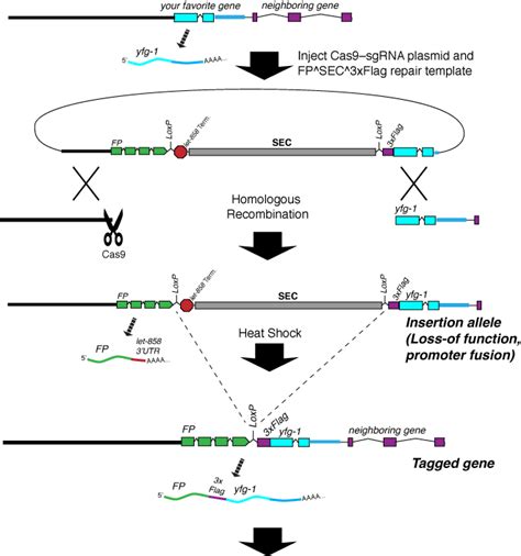 How It Works Cas9 Triggered Homologous Recombination