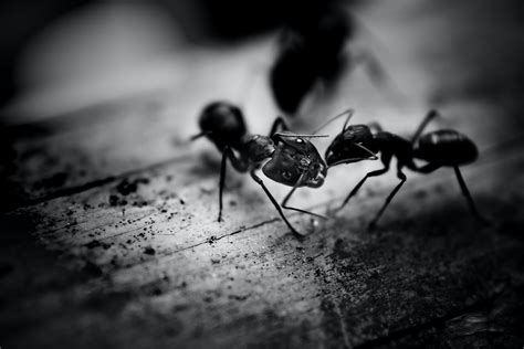 Black Ants · Free Stock Photo