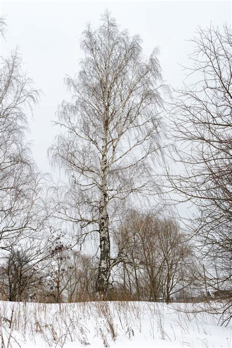 Birch Tree In Winter Stock Image Image Of Crust Nature 61610755