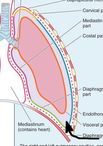 Anatomy Exam 3 Respiratory Tract Flashcards Quizlet