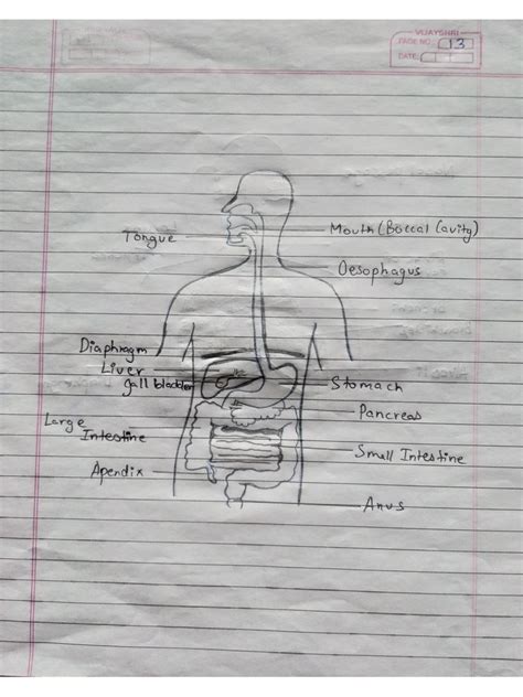 biology diagrams | PDF