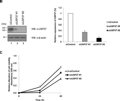 Knock Down Effect Of Usp37 In Cancer Cells A H1299 Cells Were Download Scientific Diagram