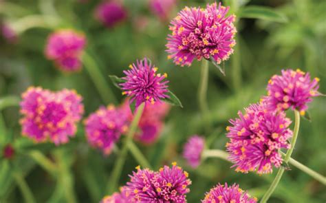 Culture Report: Gomphrena 'Truffula Pink' - Greenhouse Product News