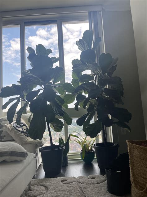 Fiddle leaf figs & Philodendron : r/houseplants