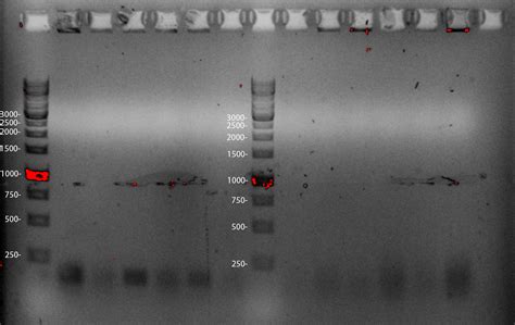 Team Groningen Notebook Igem Org