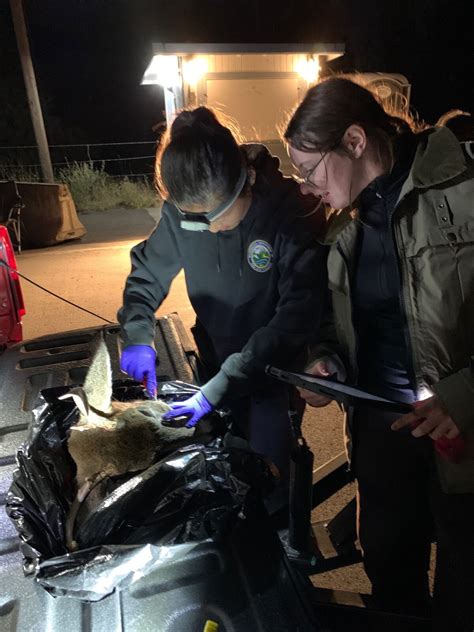 Cwd Sampling Continues At Eastern Washington Deer Check Stations