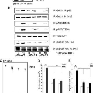 Igf I Induced Activation Of Pi Kinase Akt And Mapk Pathways In Vsmcs