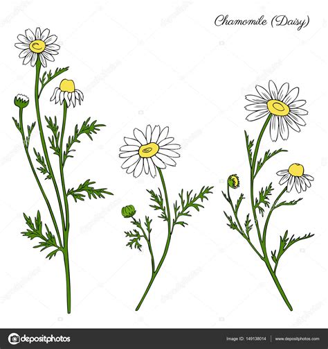 Chamomile Drawing At Getdrawings Free Download