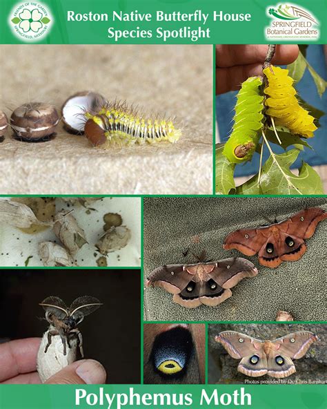 Species Spotlight – Polyphemus Moth | Friends of the Garden