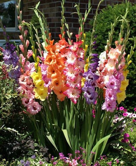 C Mo Cultivar Gladiolos Gladiolas Y Sus Cuidados Eco Jard N M Gico