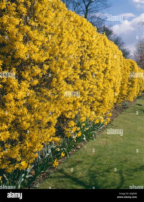 Hedge - of Forsythia HED081117 Stock Photo - Alamy