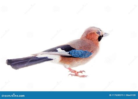 Geai Commun Glandarius De Garrulus Oiseau Sur Le Fond Blanc Image