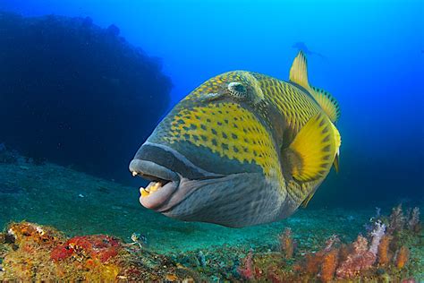 Titan Triggerfish Koh Tao Black Turtle Dive