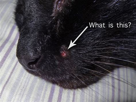 Cat Pimple? – Freethinking Animal Advocacy