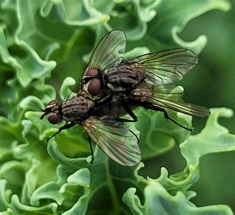 Root Maggot Flies From 8960 Randers Danmark On August 17 2022 At 07