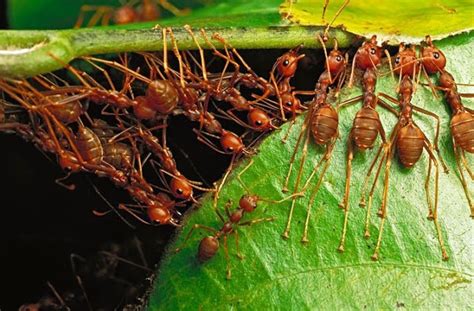 Trabajo De Hormigas Redes De Tecnología Avanzada Planeta Vital En Conexión Positiva Con