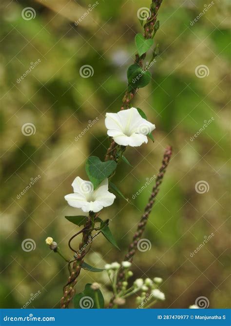 Beautiful Obscure Morning Glory Small White Morning Glory Or Ipomoea