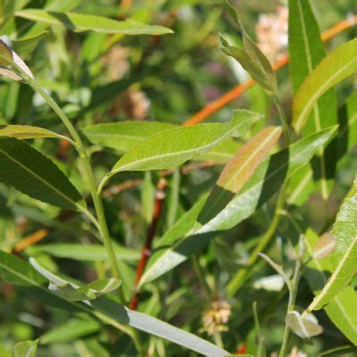 Meadow Willow Awes Agroforestry And Woodlot Extension Society Of