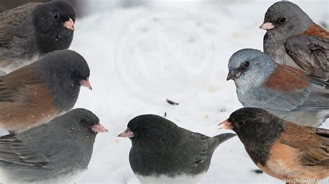 Identification of Dark-eyed Junco Subspecies