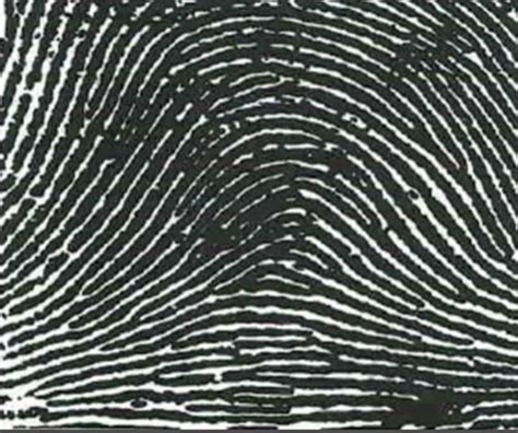 Forensics Fingerprinting Flashcards Quizlet