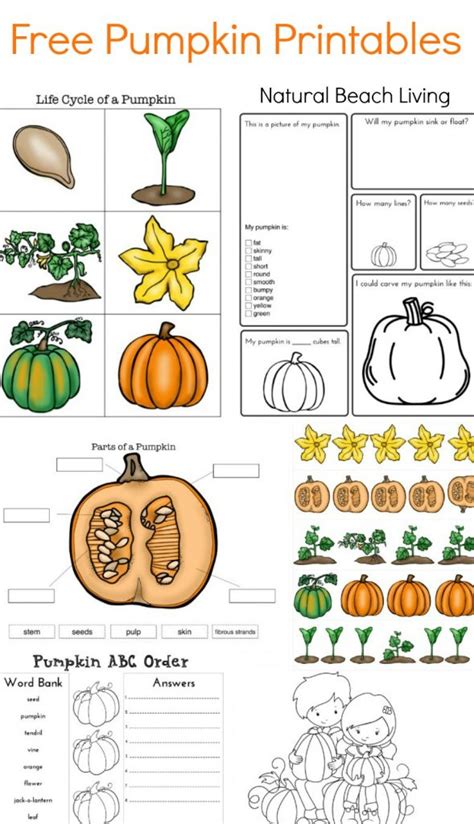 Preschool Montessori Science Activities and Ideas for Young Kids