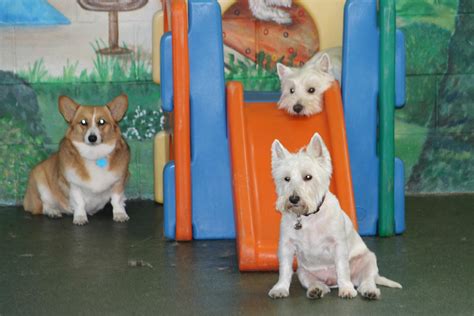 Dog Daycare Chicago A Comprehensive Guide For Dog Owners Paraiso Island