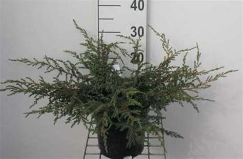 Juniperus Communis Repanda Jeneverbes Gewone Jeneverbes 25 30 Cm